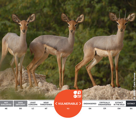 شگفت‌انگیزترین‌های IUCN در سال 2013+عکس